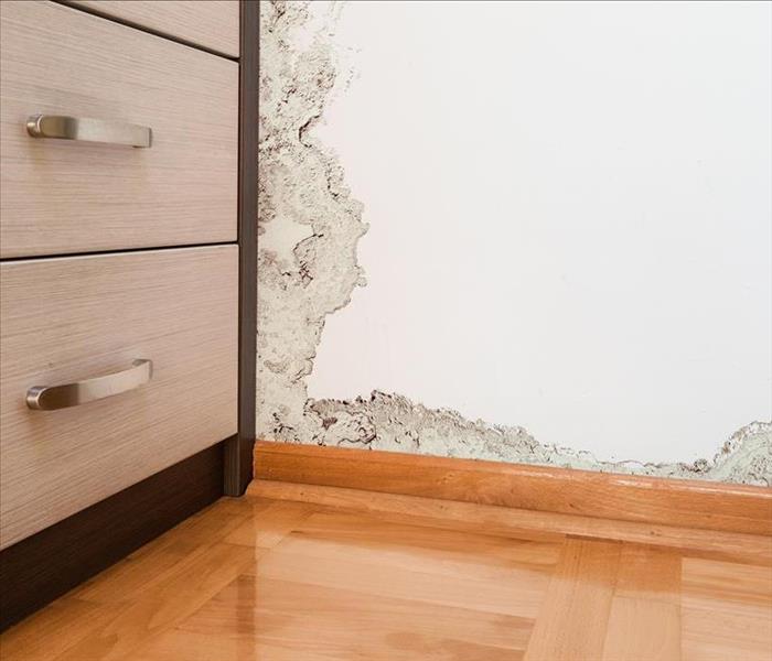 mold damage wall