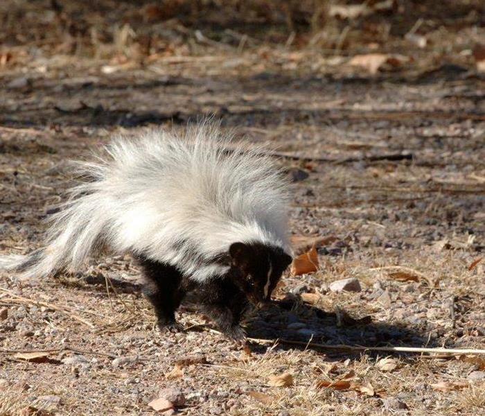 a small skunk outdoors