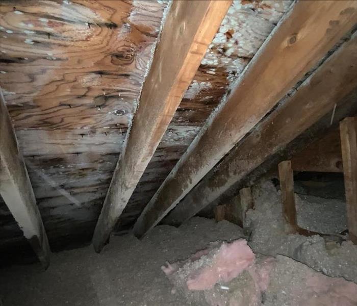 Mold Growth in a Saugus Attic